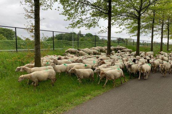 Kudde schapen betreedt het zonnepark aan de A58 bij Etten-Leur